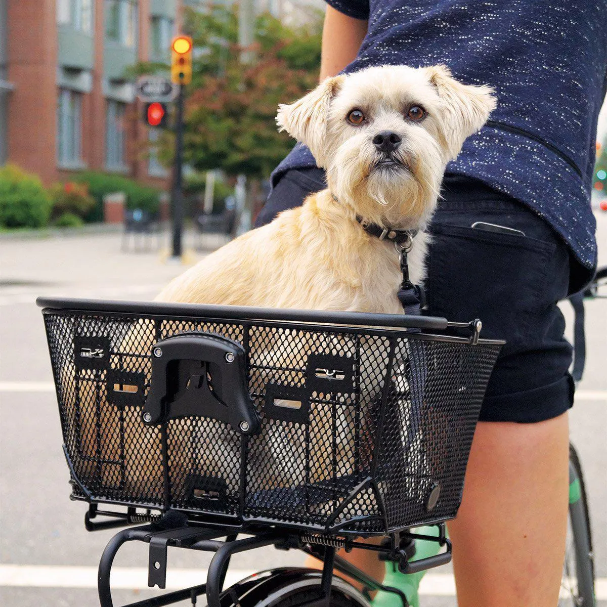 Axiom Premium Pet Basket