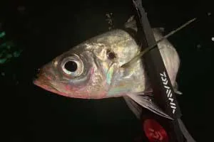 Daiwa Fish Holder 240C